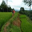 Rice fields Path.