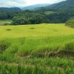 Terrace rice fields.