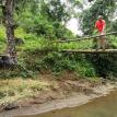 Bamboo bridge with buffalo.