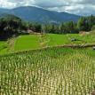 Terrace rice fields.